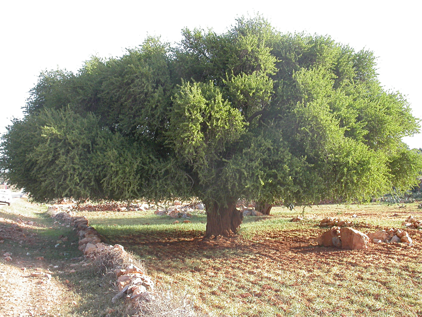 Argania spinosa